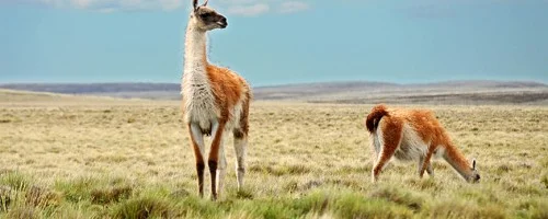Guanacos