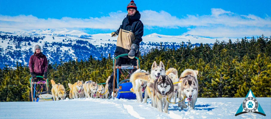 HuskyPonit